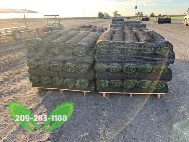 Best QUALITY Sod