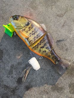 Jackall lures Gigantarel swimbait