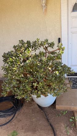 Jade Plant