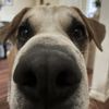 Oscar
