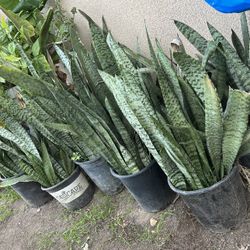 Snake Plant. different leaves /Lengua De Suegra