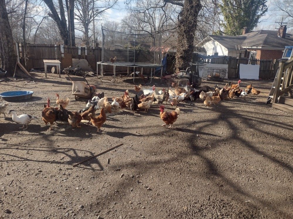 Chiken