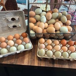 Fresh Eggs
