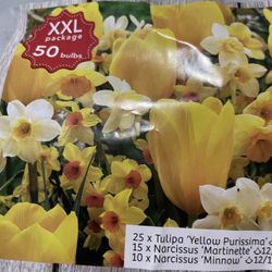 XXL Package of 50 Bulbs