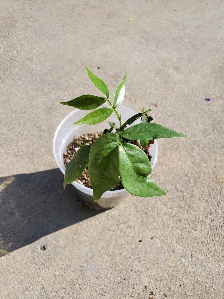 Ice Cream Bean Plant 