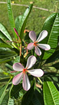 Singapur plumeria