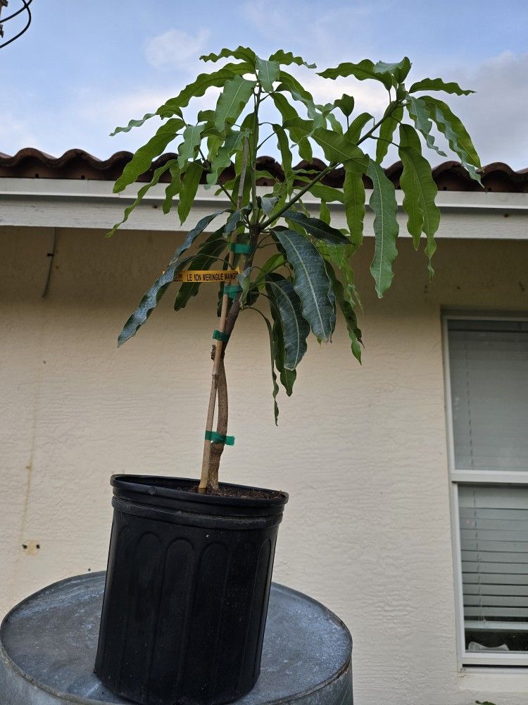 Lemon Meringue Grafted Mango 3 Gallon 