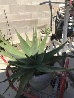 Planta d savila