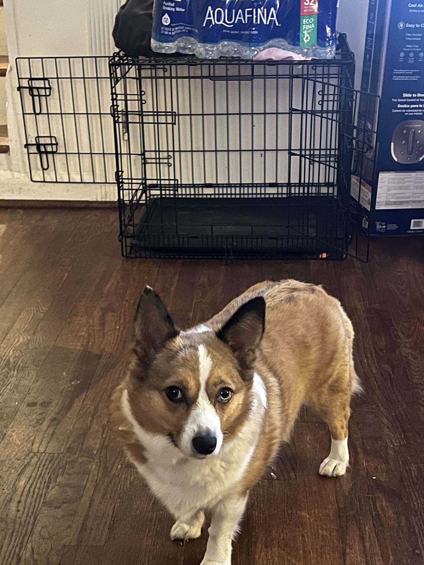 Dog Crate 