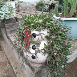 Planta De Ruby's