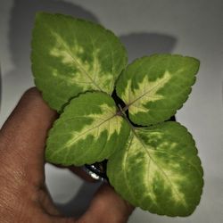 Coleus Starter Plant