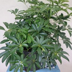 Big Schefflera  Plant