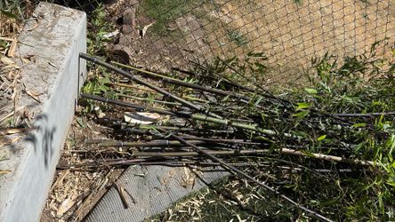FREE BAMBOO PICK UP SOUTH SEATTLE