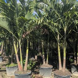 Christmas Palms About 7  Feet Tall Instant Privacy Hedge For Fence