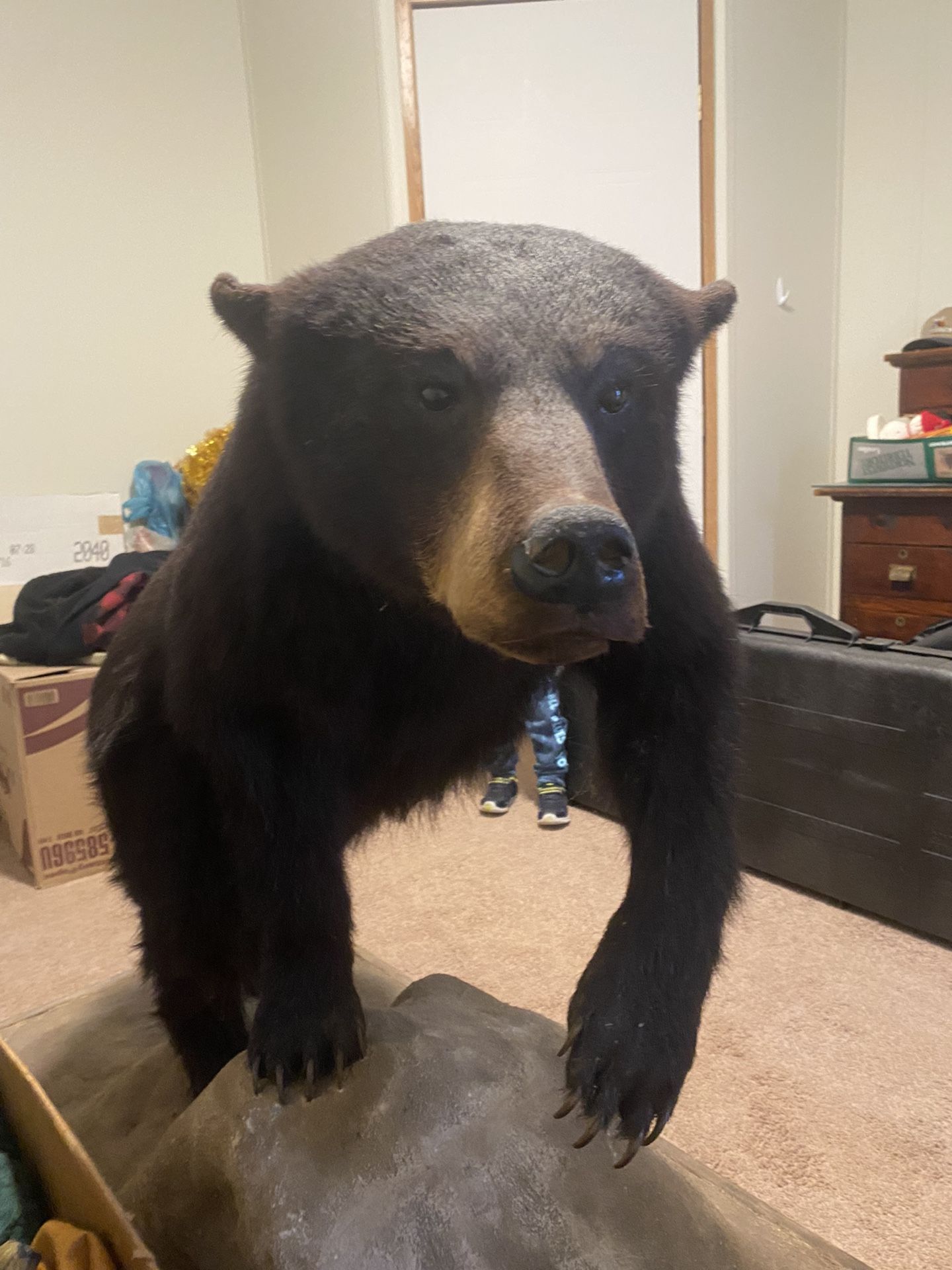 Trophy Bear Mount