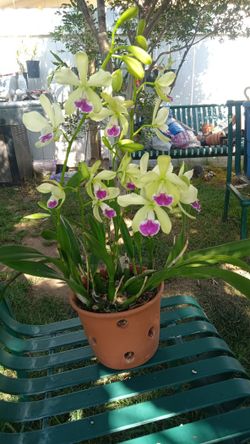 Orchids