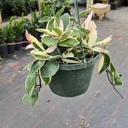 Hoya Tri Color Krimson Queen Hanging Basket Pink Foliage