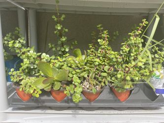 Succulents / Jade / Echiveria Plants And More