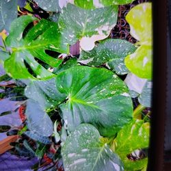 LARGE MONSTERA THAI CONSTALATION PLANTS 