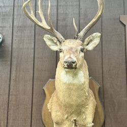 Deer Head  With Wood Mount