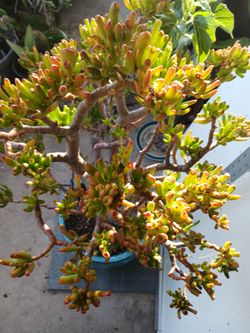 Cactus/Succulent SEE OTHER OFFERS