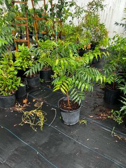 Neem tree(2-3 ft tall)