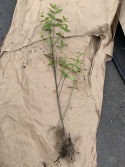 Understory Shrub- Strawberry Bush (Hearts A Busting) .  Shade Tolerant 