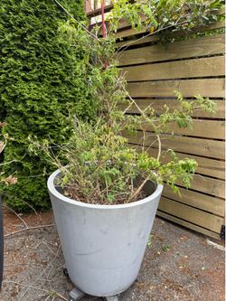 Large Grey Tapered Planter Pot - 2 available