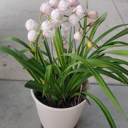 Plumeria natural color muy bonito