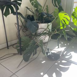 Monstera Deliciosa In 12” Ceramic Pot