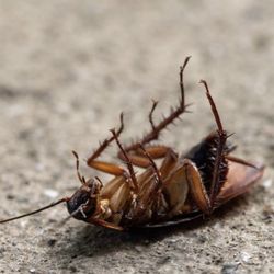 FUMIGACIÓN DE CUCARACHAS 🪳 E INSECTOS