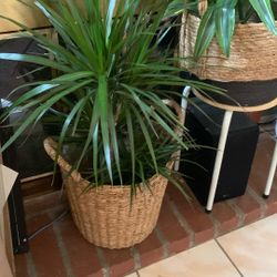 Dracena With Basket