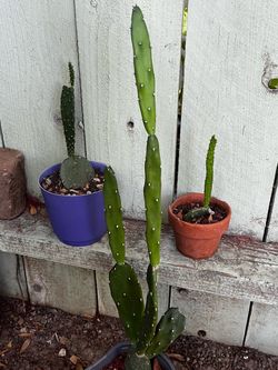 Prickly Pear Cactus