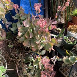 Plants Different In 5 Gallons Foam Decorative Containers