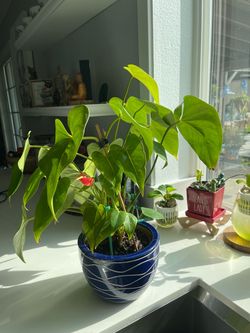 Beautiful plant