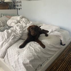 FREE White IKEA Bed Frame (Queen)