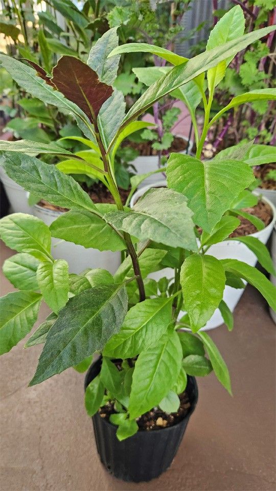 Longevity/Okinawa Spinach Plants (Edible)
