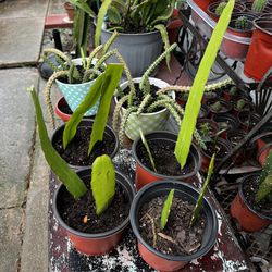 Cactus Orquídea / Epiphyllum Orchid 