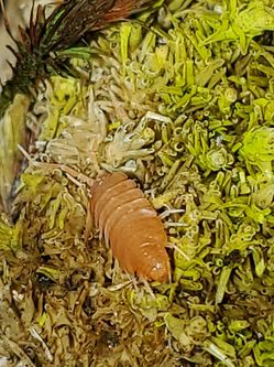 Isopods