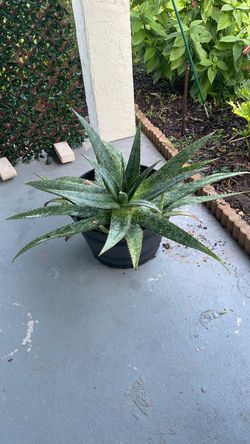 Large Aloe Vera plant