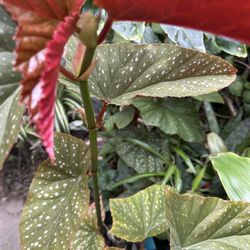 Begonia Maculata Cuttings $5 Each