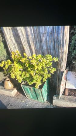 Large succulent