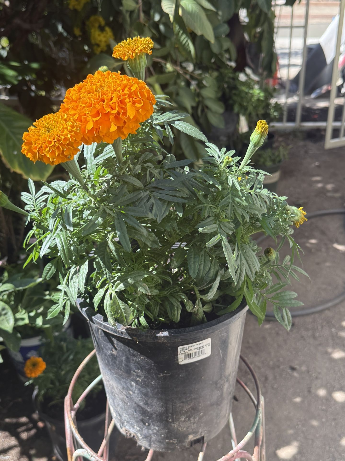 Marigolds (cempasuchil)