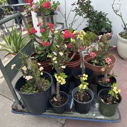 Plantas Corona de Cristo 