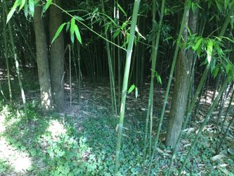 Bamboo poles/ canes and plants