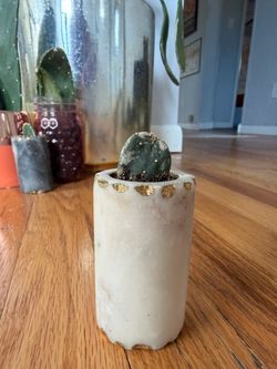 Prickly Pear Cutting