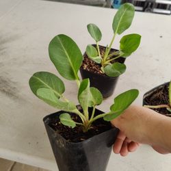 HIERBA DEL MANSO PLANT  /$5 / CADA UNA. NELLIS BLVD Y CHEYENNE AVE 