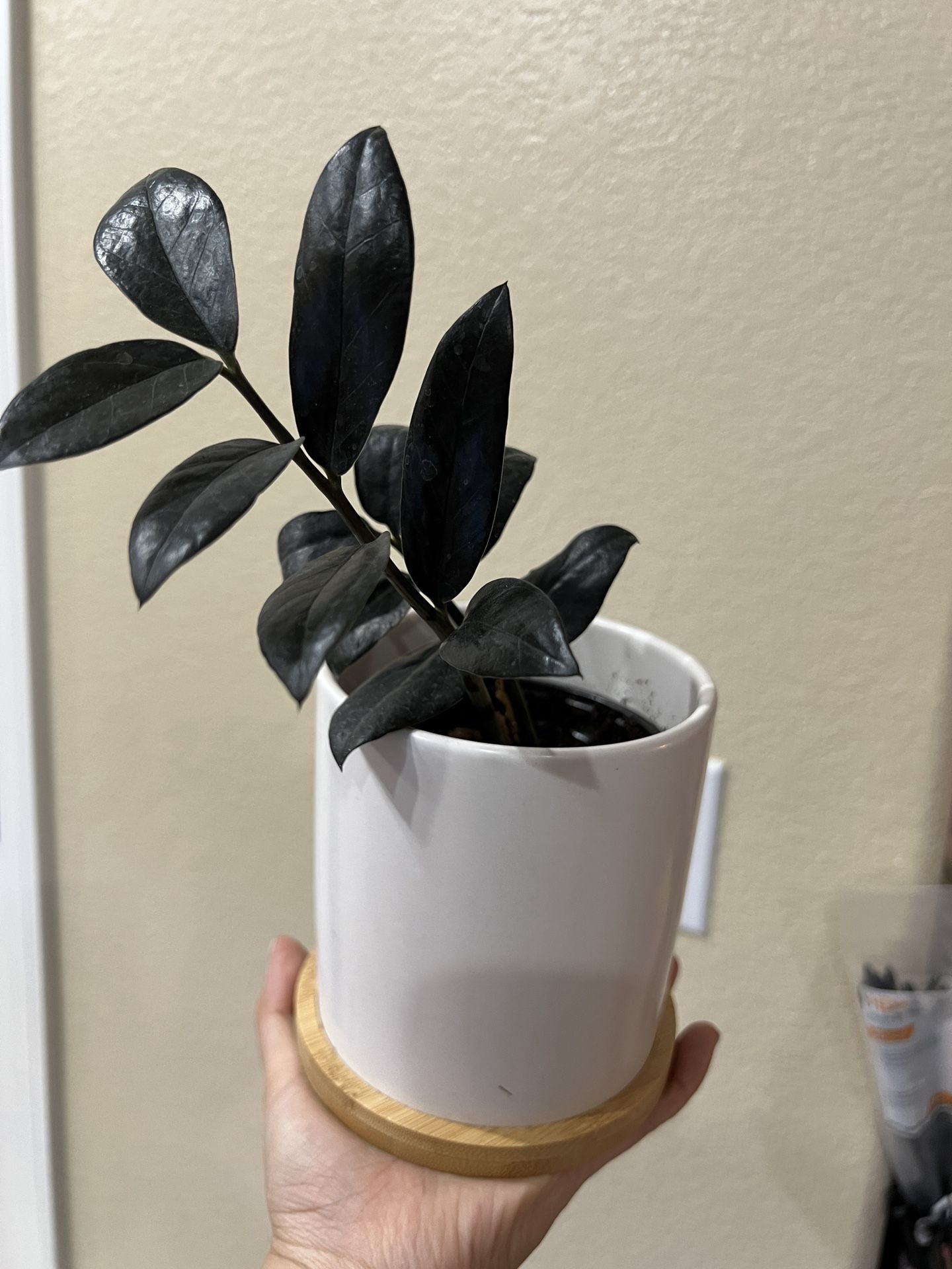 Black Raven Zz Plant With Bamboo Base
