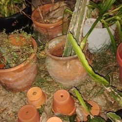 Moving, Plants+ Planters 