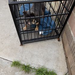 Dog cage english  AKC